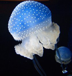 Blue Jellyfish